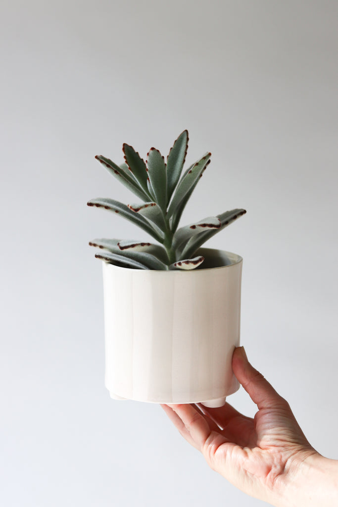 Give Take Planter - Summer Sweet