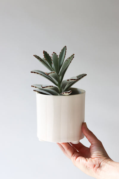 Give Take Planter - Summer Sweet