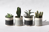 Herringbone Planter - Black