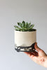 Splatter Planter - Summer Sweet