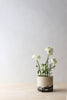 Splatter Planter - Summer Sweet