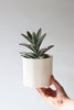Give Take Planter