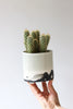 Splatter Planter - Seafoam