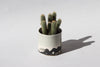 Splatter Planter