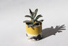 Splatter Planter