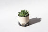 Splatter Planter
