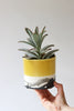 Splatter Planter