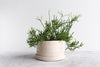 Round Pinched Planter with Plate - Summer Sweet