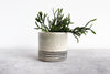 Pinched Planter with Stripes - Seafoam
